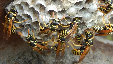 No More Wasp Woes - 7 Proven Strategies for Long-Term Control