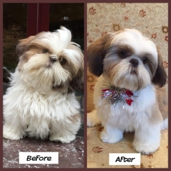Comprehensive Pet Grooming Services | Pet Hair Set for All Your Grooming Needs