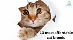 Cat Price in India Under 2000