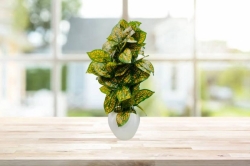 Green Hangline Leaf Plant