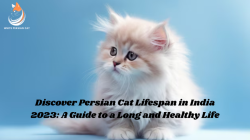 Discover Persian Cat Lifespan in India 2023: A Guide to a Long and Healthy Life