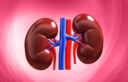 SELL YOUR KIDNEY