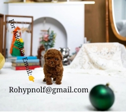 Poodle puppies for adoption