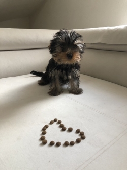 Teacup Yorkie Puppies For Sale