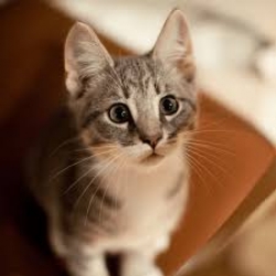 Top Best 25 Pet Animals Name and Free Classified ads Pet Shop Near Me