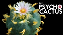 buy peyote cactus seeds